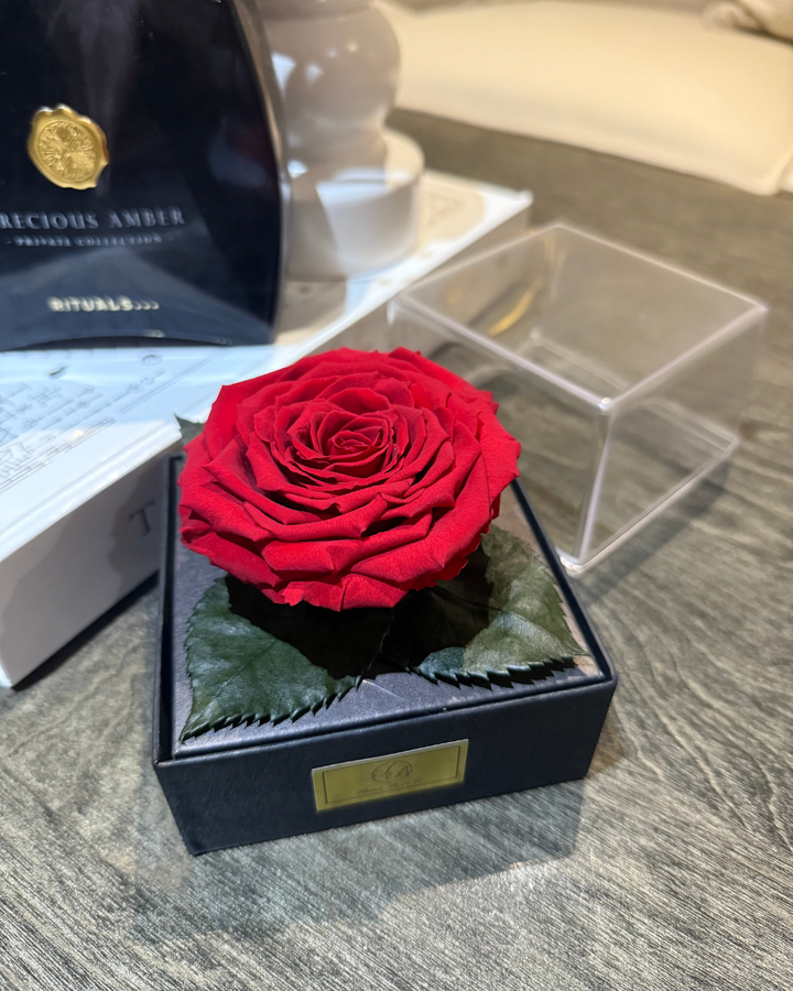 XL Red Preserved Rose