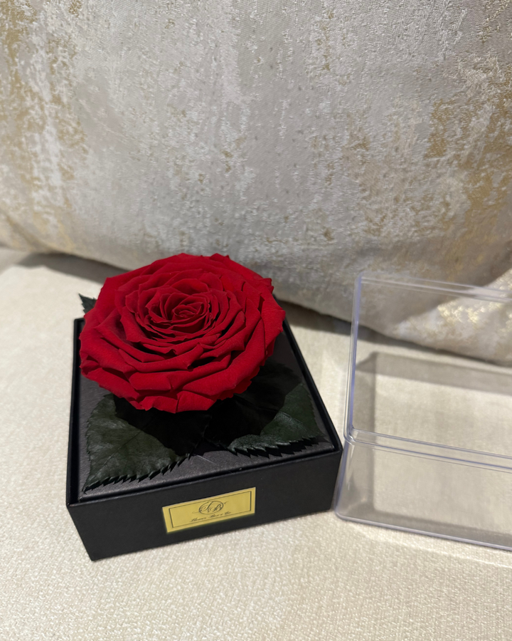 XL Red Preserved Rose